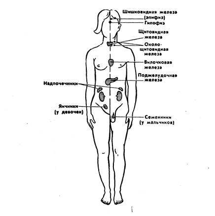 Возрастные особенности эндокринной системы.